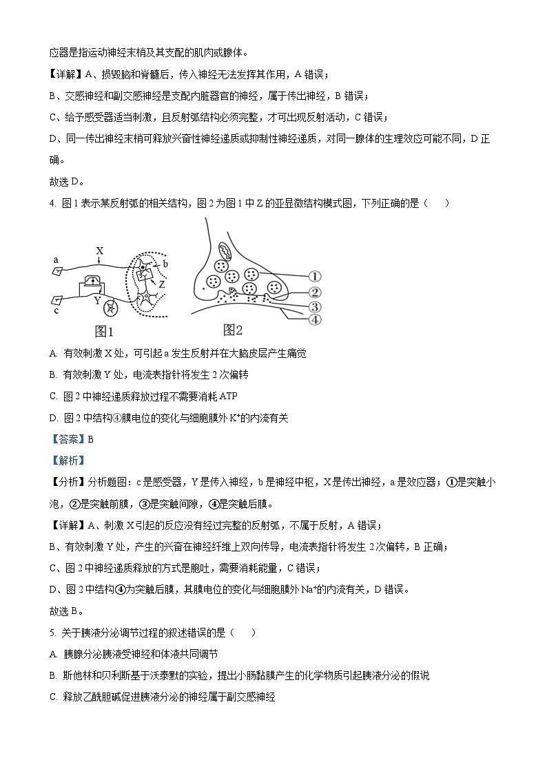 江苏省扬州市高邮市2024-2025学年高二上学期11月期中生物试题  Word版含解析第3页