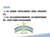 人教版 (2020) 必修1《分子与细胞》4.2主动运输与胞吞、胞吐ppt课件
