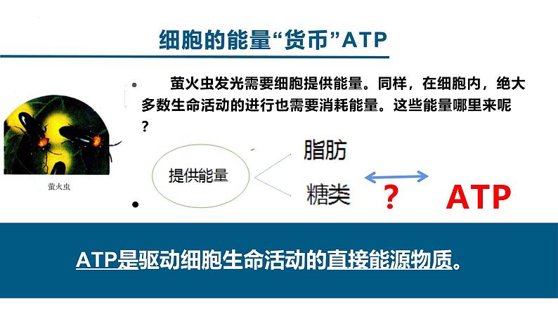 人教版 (2020) 必修1《分子与细胞》5.2细胞的能量“货币”ATP课件ppt第4页