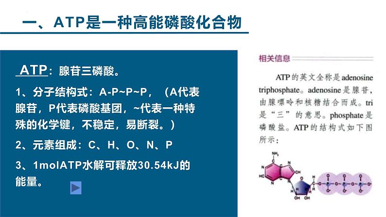 人教版 (2020) 必修1《分子与细胞》5.2细胞的能量“货币”ATP课件ppt第6页