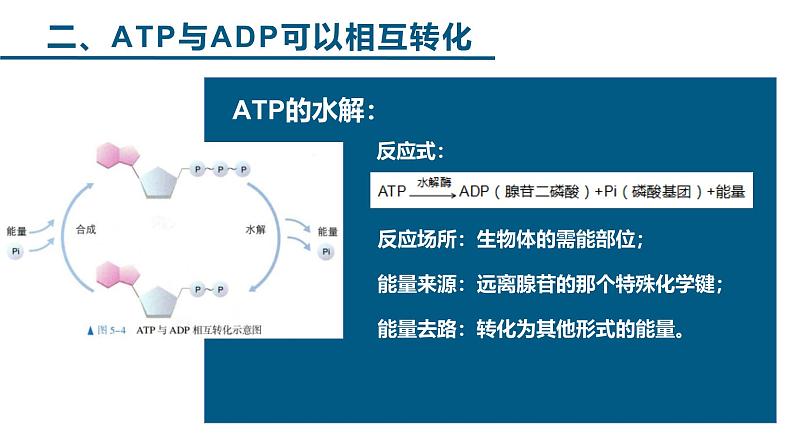 人教版 (2020) 必修1《分子与细胞》5.2细胞的能量“货币”ATP课件ppt第7页