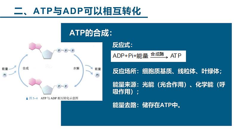 人教版 (2020) 必修1《分子与细胞》5.2细胞的能量“货币”ATP课件ppt第8页