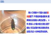 人教版 (2020) 必修1《分子与细胞》5.2细胞的能量“货币”ATP课件