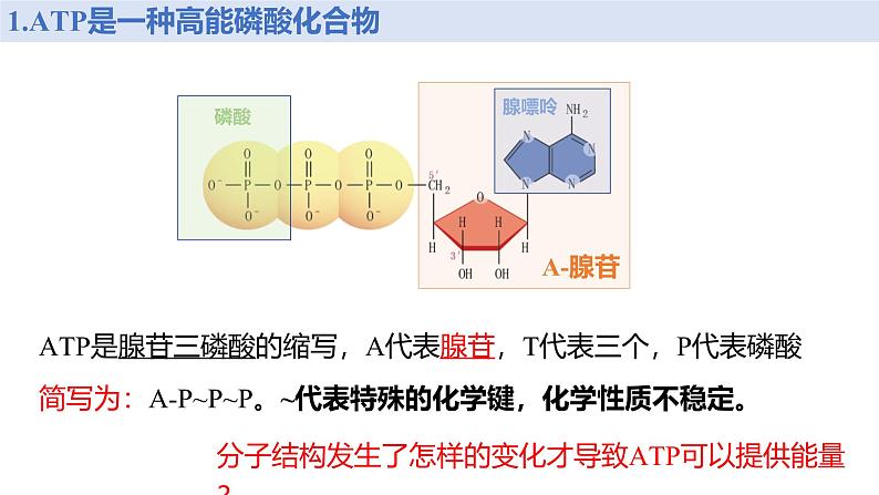 人教版 (2020) 必修1《分子与细胞》5.2细胞的能量“货币”ATP课件第6页