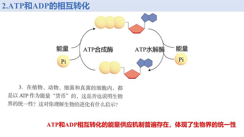 人教版 (2020) 必修1《分子与细胞》5.2细胞的能量“货币”ATP课件第8页