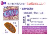 人教版 (2020) 必修1《分子与细胞》5.3细胞呼吸的原理和应用第1课时课件