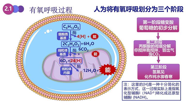 人教版 (2020) 必修1《分子与细胞》5.3细胞呼吸的原理和应用第1课时课件第4页