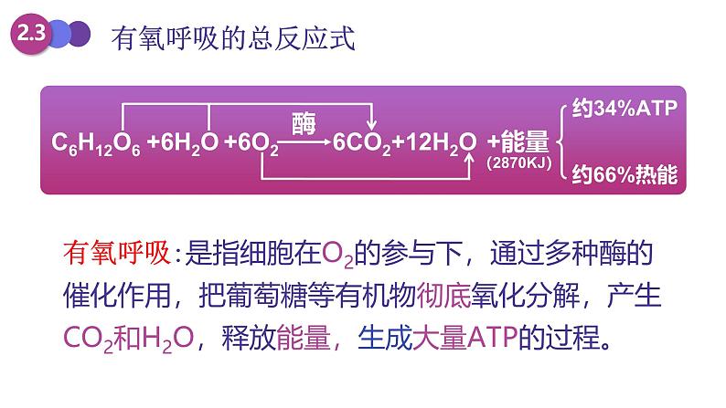 人教版 (2020) 必修1《分子与细胞》5.3细胞呼吸的原理和应用第1课时课件第6页