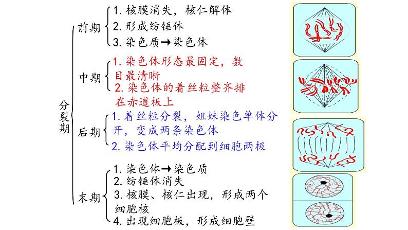 人教版 (2020) 必修1《分子与细胞》6.1细胞的增殖第2课时课件第8页