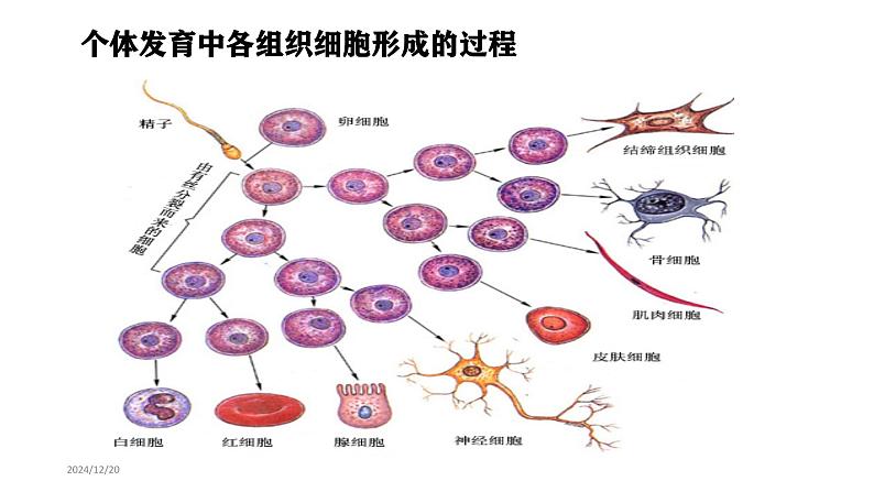 人教版 (2020) 必修1《分子与细胞》6.2细胞的分化课件第3页