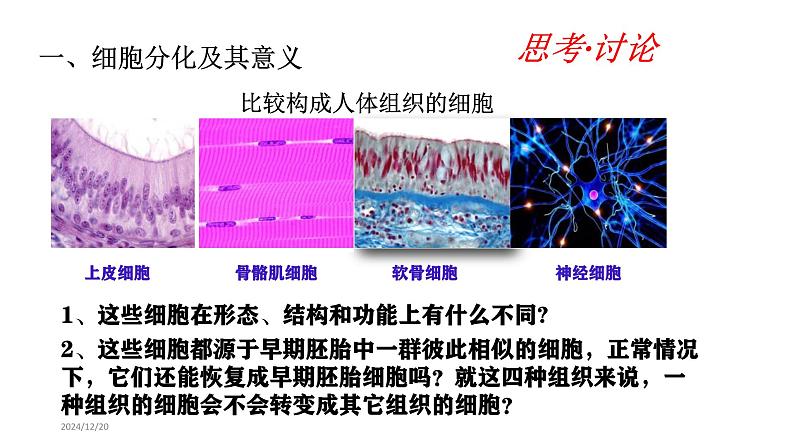 人教版 (2020) 必修1《分子与细胞》6.2细胞的分化课件第5页