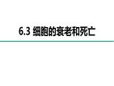 人教版 (2020) 必修1《分子与细胞》6.3细胞的衰老和死亡精品课件