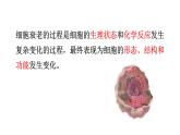 人教版 (2020) 必修1《分子与细胞》6.3细胞的衰老和死亡精品课件