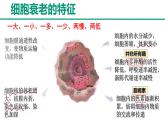 人教版 (2020) 必修1《分子与细胞》6.3细胞的衰老和死亡精品课件