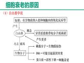人教版 (2020) 必修1《分子与细胞》6.3细胞的衰老和死亡精品课件