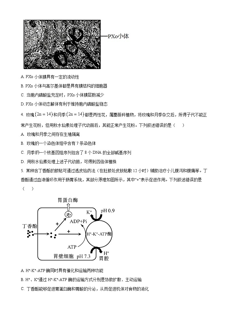 湖北省部分学校2024-2025学年高三上学期12月联考生物试题 Word版无答案第2页