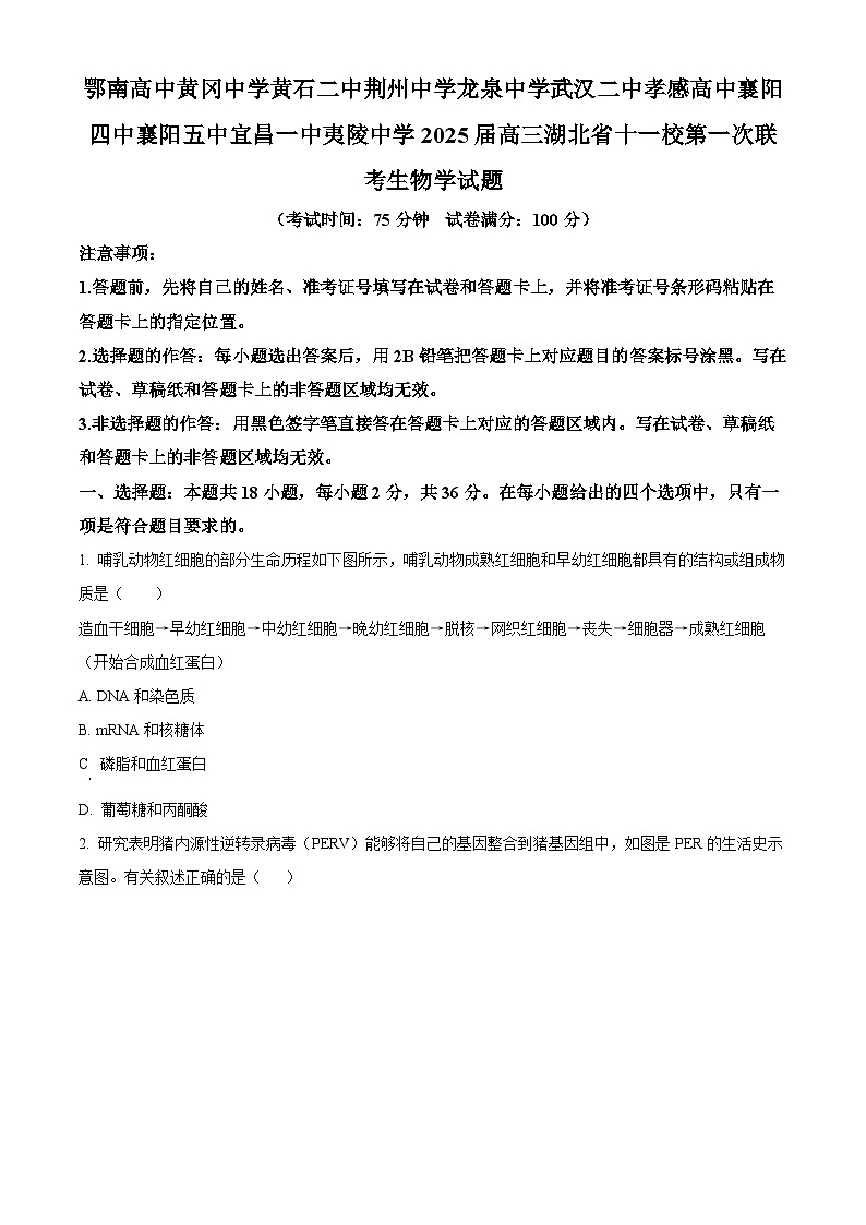 湖北省十一校2024-2025学年高三上学期第一次联考生物试题 Word版无答案第1页
