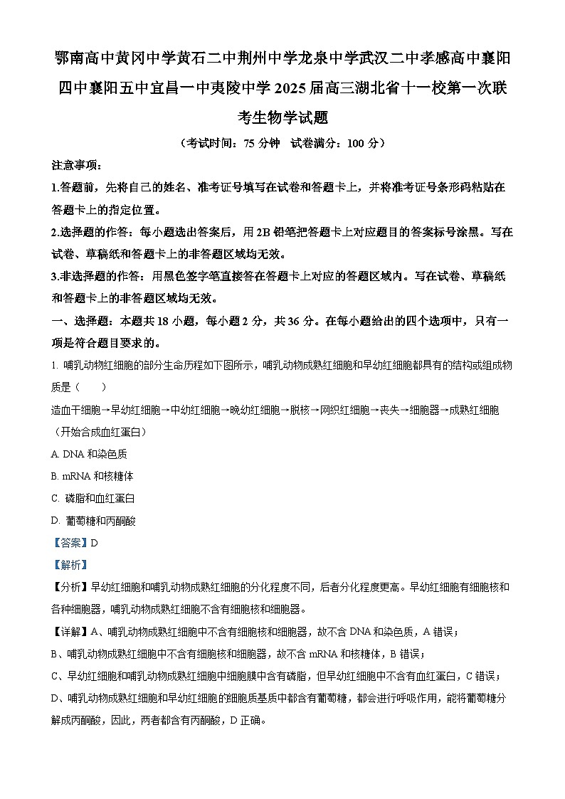 湖北省十一校2024-2025学年高三上学期第一次联考生物试题 Word版含解析第1页
