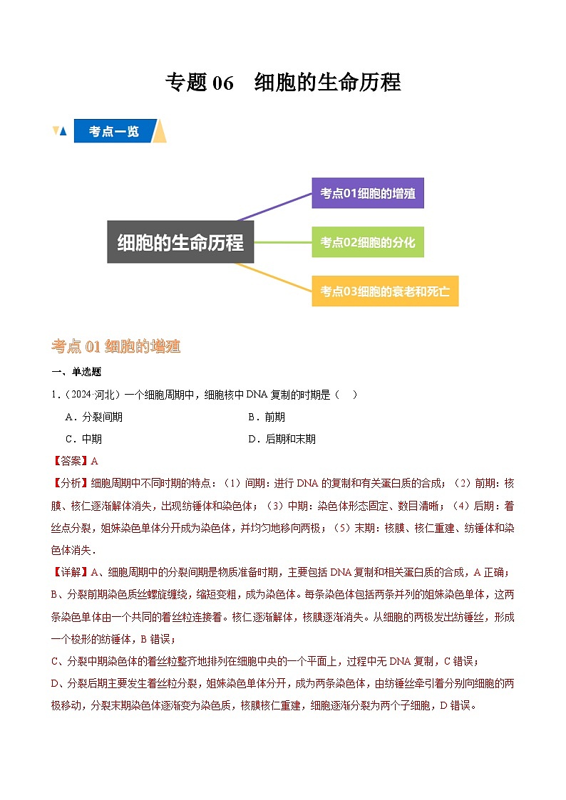 专题06 细胞的生命历程（解析版）第1页