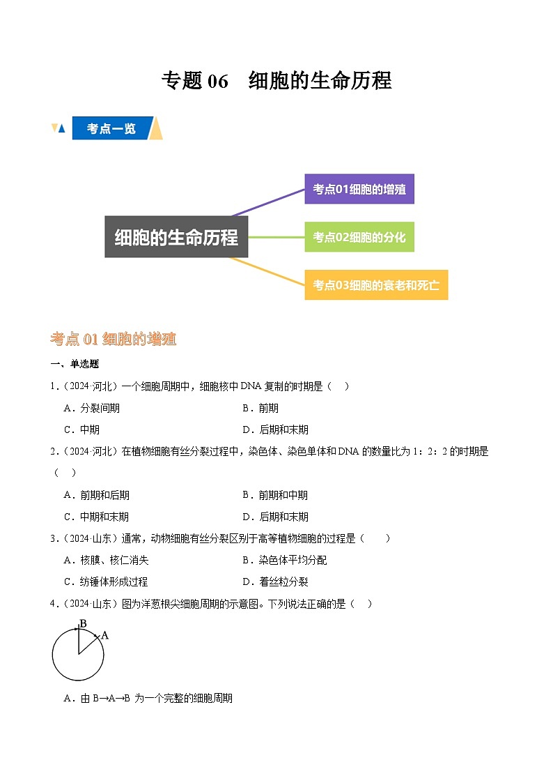 专题06 细胞的生命历程（原卷版）第1页