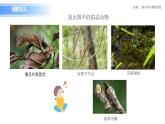 人教版（2019）高中生物必修二6.2 《自然選擇與適應(yīng)的形成》課件
