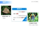 人教版（2019）高中生物必修二6.2 《自然選擇與適應(yīng)的形成》課件