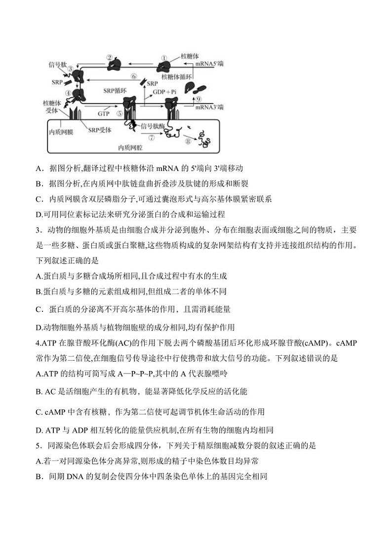 2025届东北三省高三(上)12月份联考(月考)调研测试生物试卷(含答案)第2页