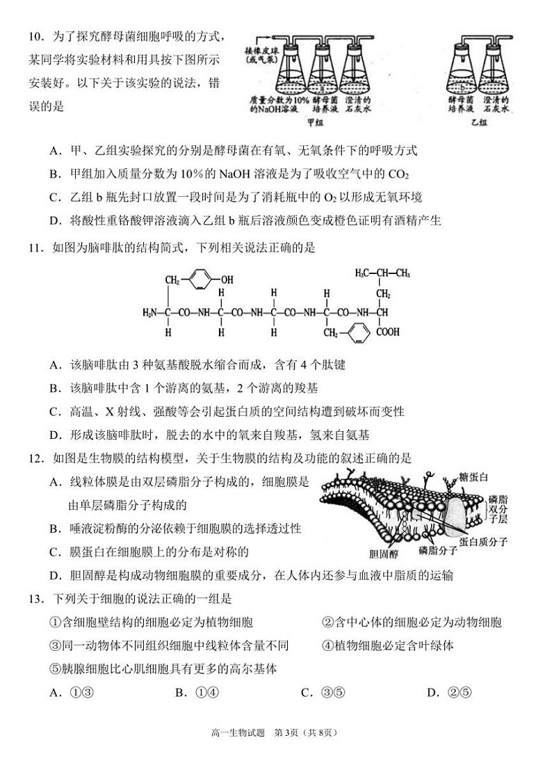 2024～2025学年四川省南充市嘉陵一中高一(上)12月月考生物试卷(含答案)第3页