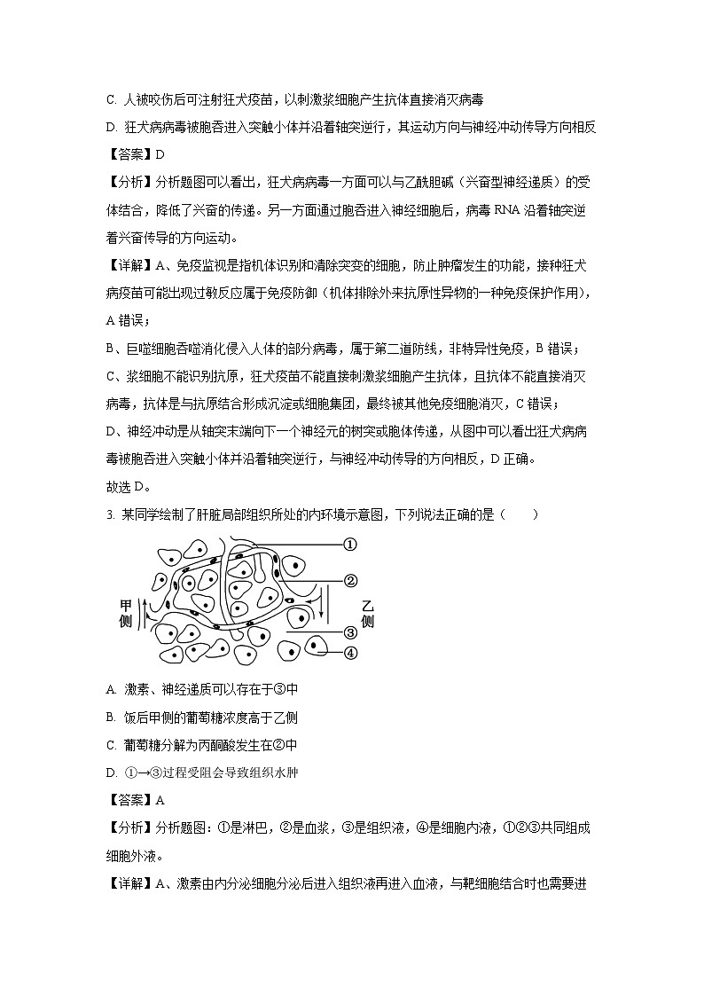 江苏省盐城市伍佑中学2024-2025学年高二上学期期中考试模拟卷生物试卷（解析版）第2页