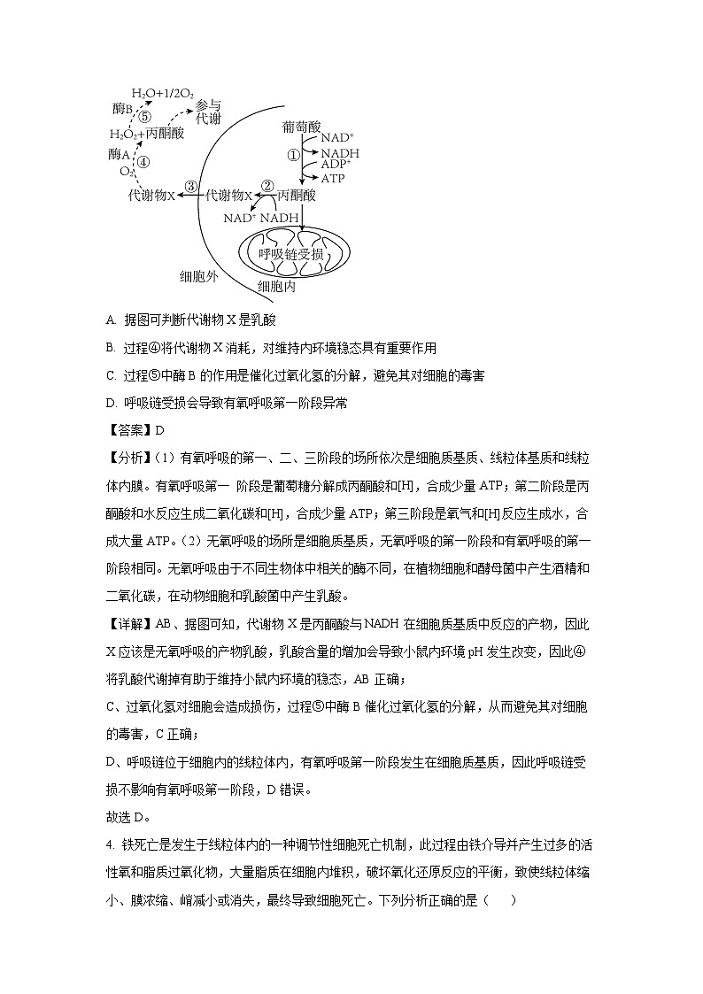 陕西省部分学校2024-2025学年高三上学期期中考试生物试卷（解析版）第3页