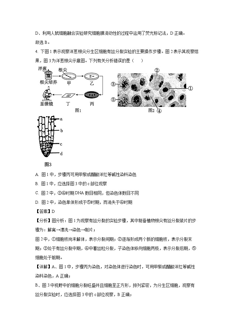 天津市五区县重点校联考2024-2025学年高三上学期期中考试生物试卷（解析版）第3页