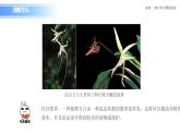 人教版（2019）高中生物必修二6.4《協(xié)同進(jìn)化與生物多樣性的形成》課件