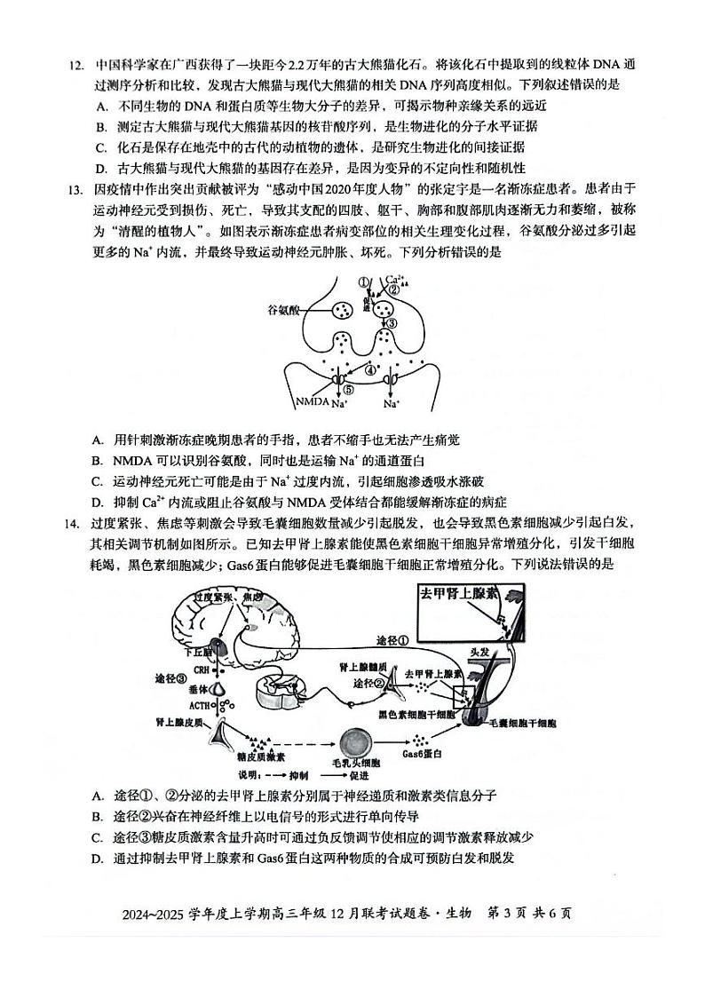 广西壮族自治区邕衡教育 名校联盟2025届高三上学期12月考-生物试卷+答案第3页