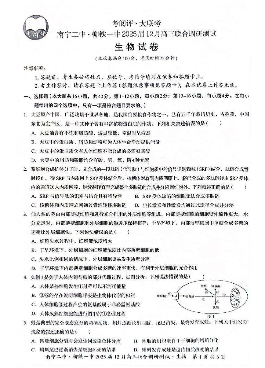 广西南宁二中、柳铁一中2025届高三上学期12月联合调研-生物试卷+答案第1页