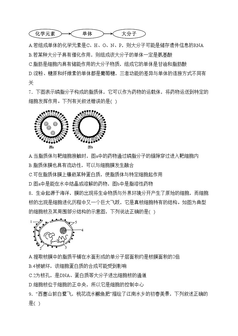 广东省清远市2024-2025学年高一上学期期中联考生物试卷(含答案)第2页