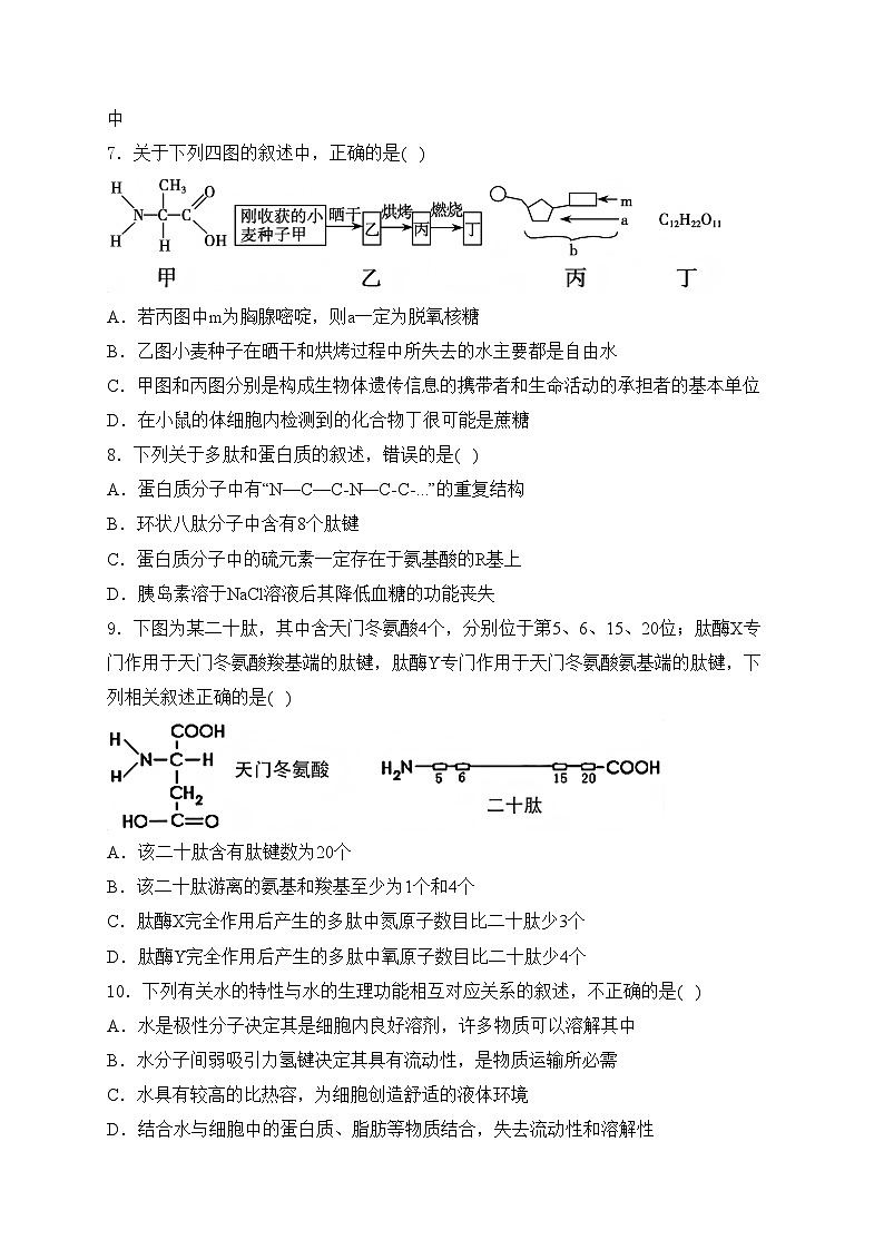 湖北省楚天教研协作体2024-2025学年高一上学期期中考试生物试卷(含答案)第3页
