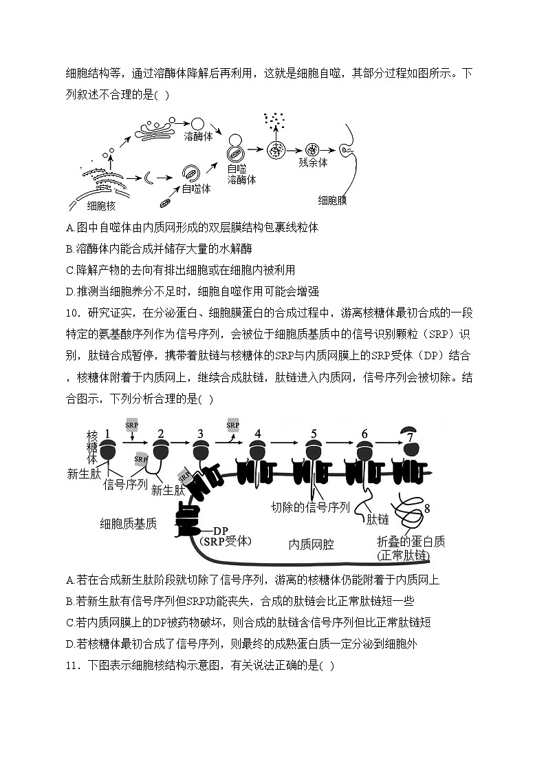 辽宁省普通高中2024-2025学年高一上学期12月联合考试生物试卷(含答案)第3页