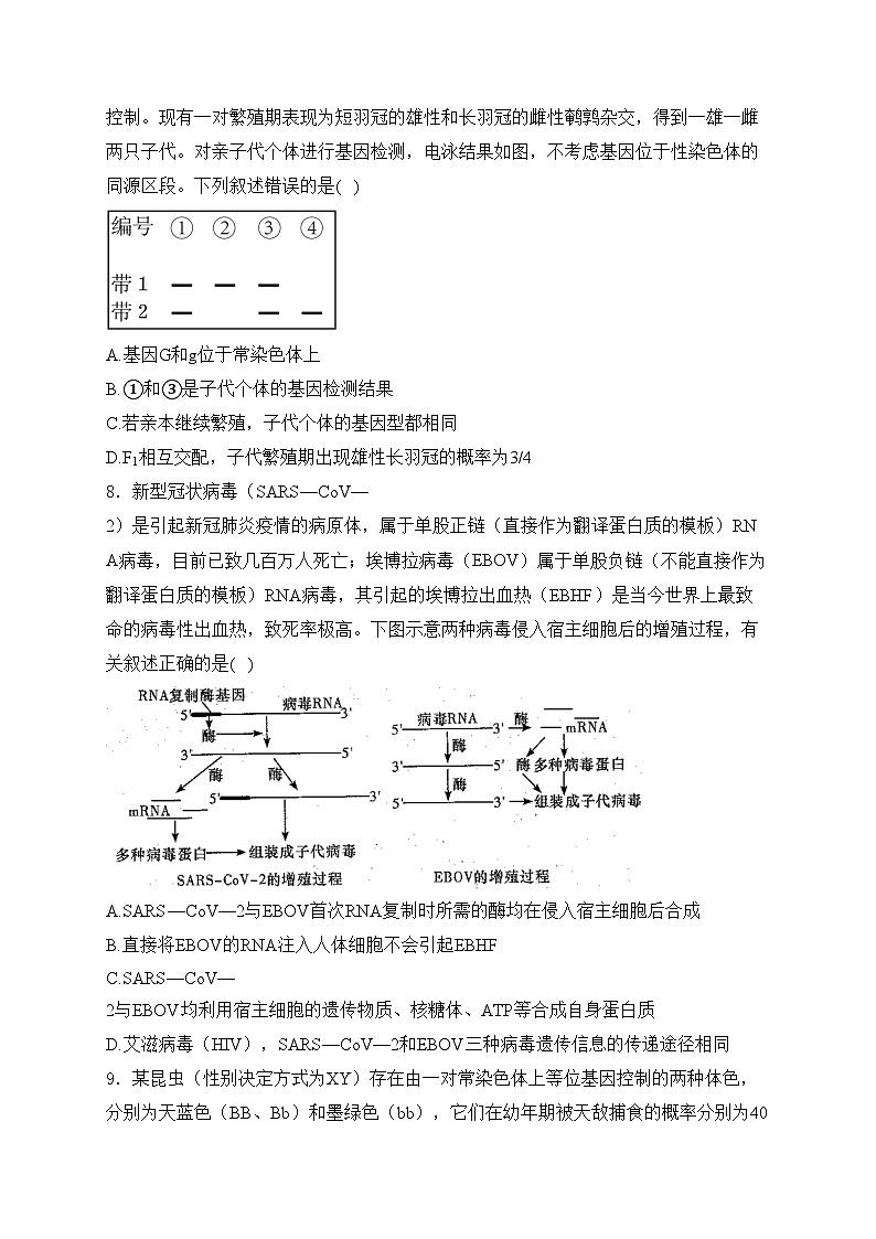 山东省济宁市兖州区2024-2025学年高三上学期期中考试生物试卷(含答案)第3页