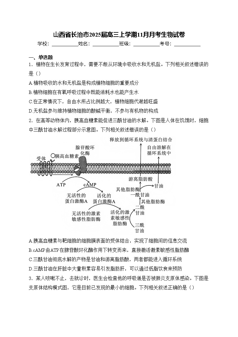 山西省长治市2025届高三上学期11月月考生物试卷(含答案)第1页