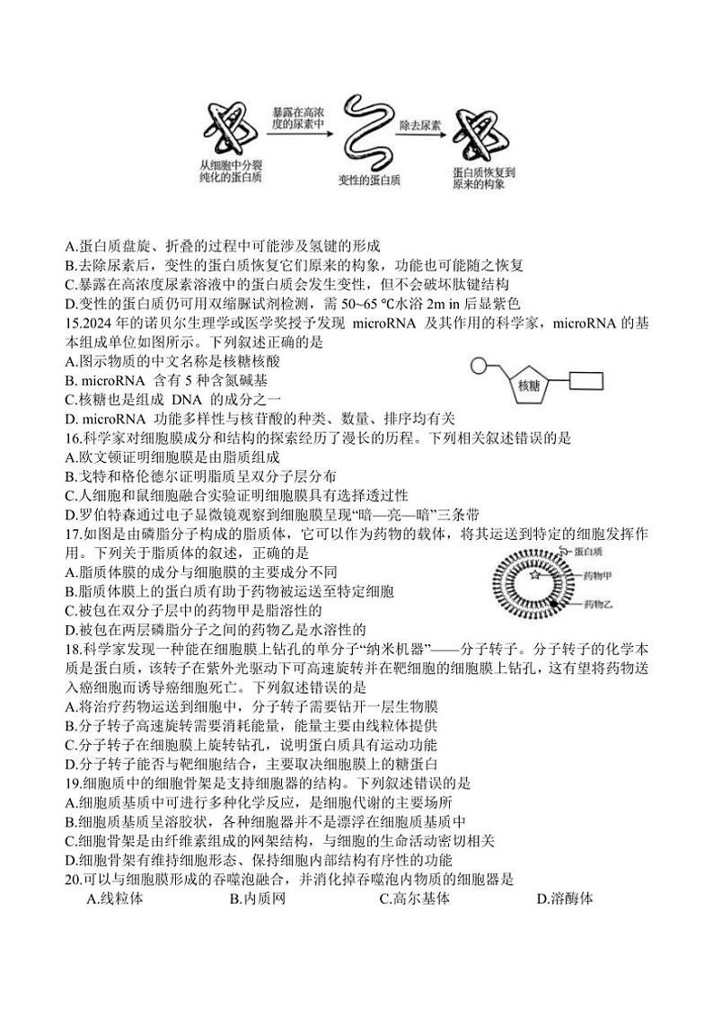 2024～2025学年广东省八校联盟高一(上)教学质量检测(二)生物答案试卷(含解析)第3页