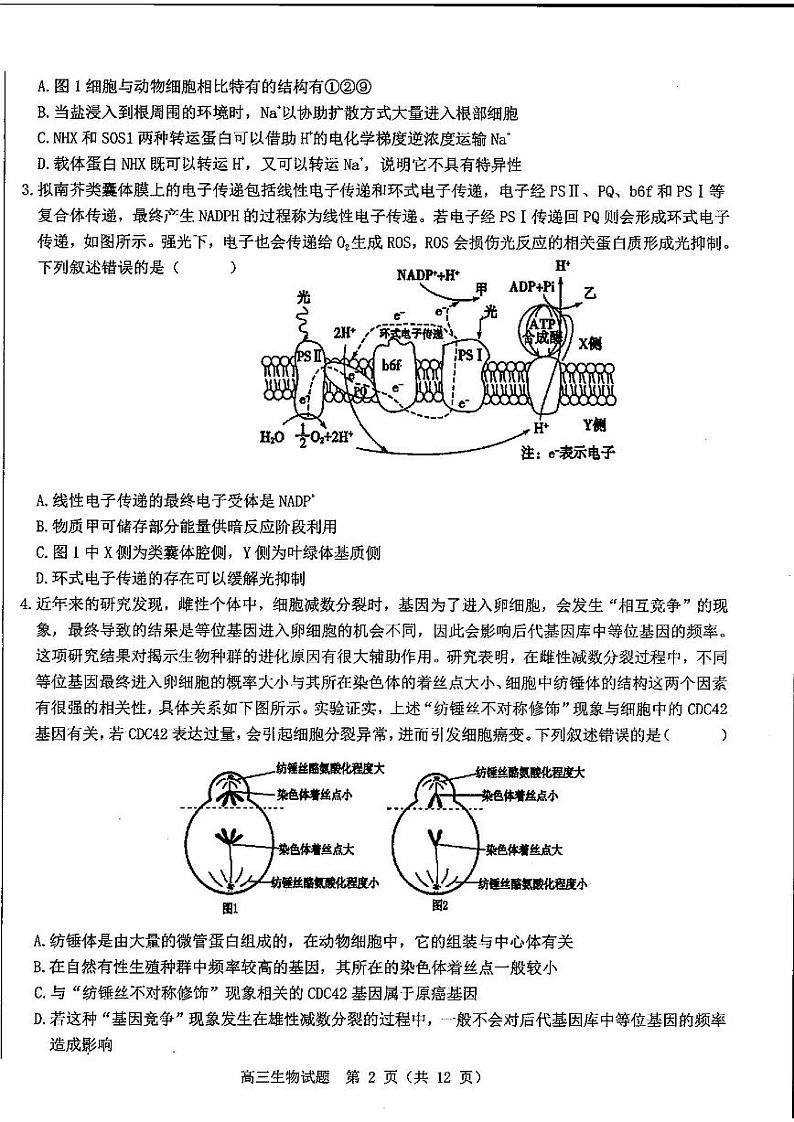 山东中学联盟2025届高三12月百校大联考生物试题第2页