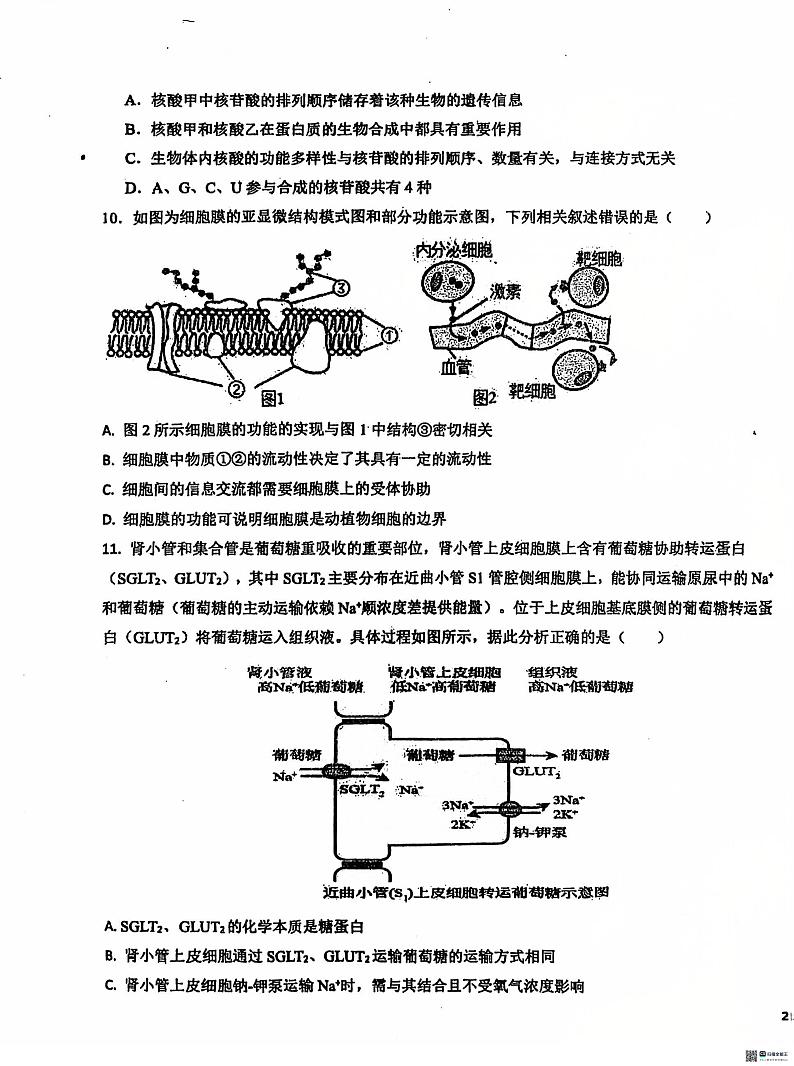 河北省沧州市泊头市第一中学2024-2025学年高一上学期12月月考生物试题第3页