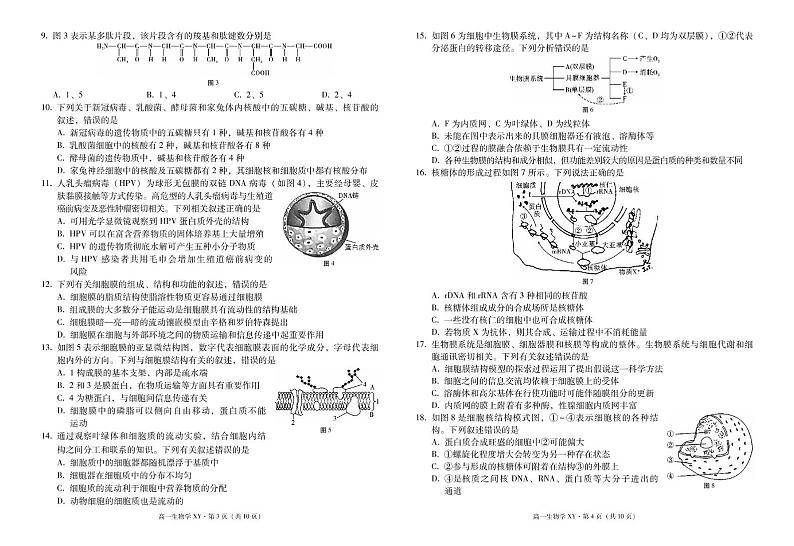 云南省大理白族自治州祥云县第一中学2024-2025学年高一上学期12月月考生物试题第2页