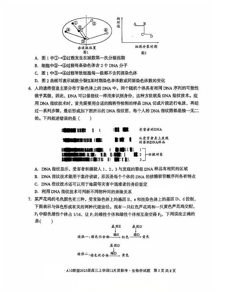 安徽省1号卷A10联盟2025届高三上学期12月质检考生物试卷（PDF版附解析）第3页