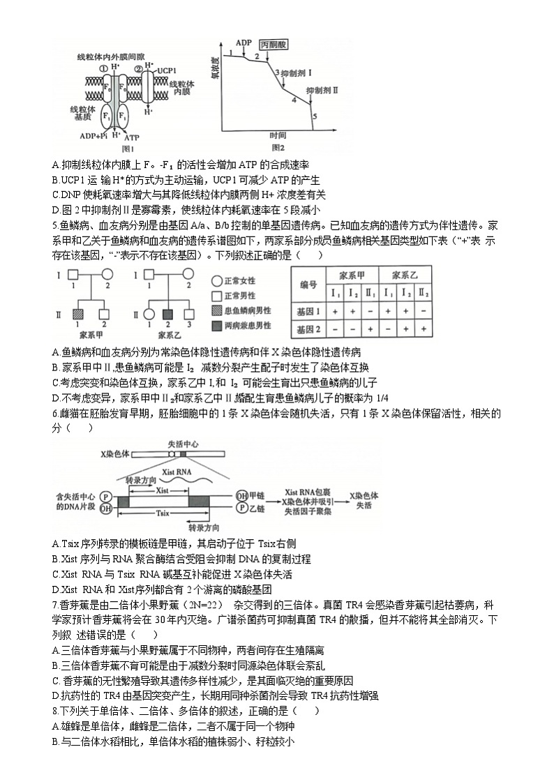 山东省齐鲁名校联盟大联考2024-2025学年高三上学期12月月考生物试卷（Word版附答案）第2页