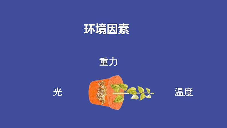 5.4+环境因素参与调节植物的生命活动-【学生物真有范】高二生物上学期同步精品课件（人教版2019选择性必修1）第7页