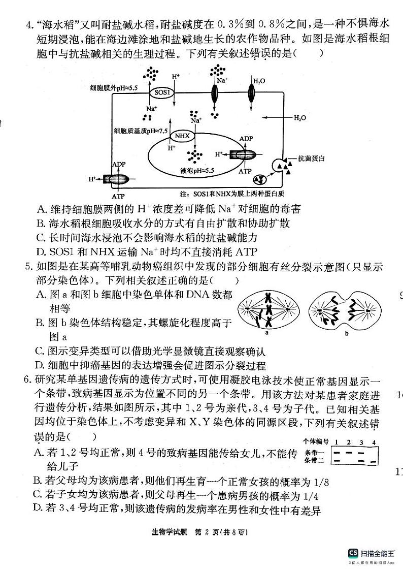 安徽师范大学附属中学2025届高三上学期12月模拟考试生物试题（PDF版附解析）第2页