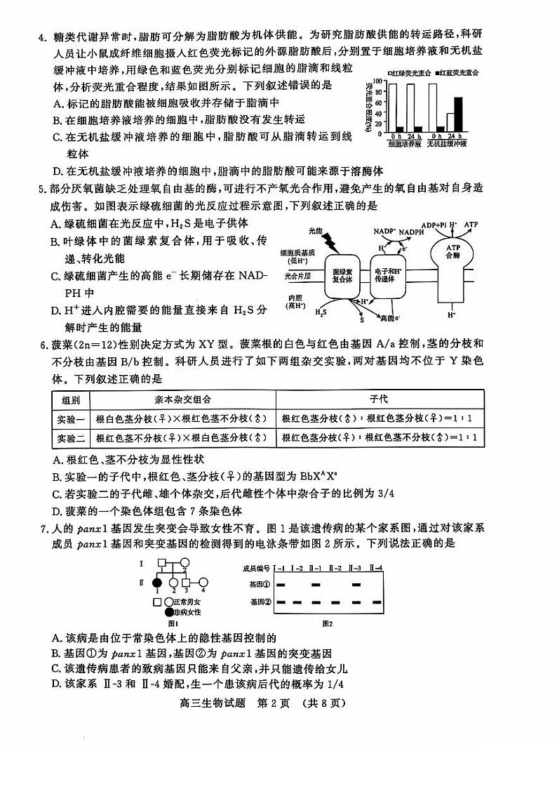 2024年山东名校考试联盟12月高三阶段性检测 生物试题（含答案）第2页
