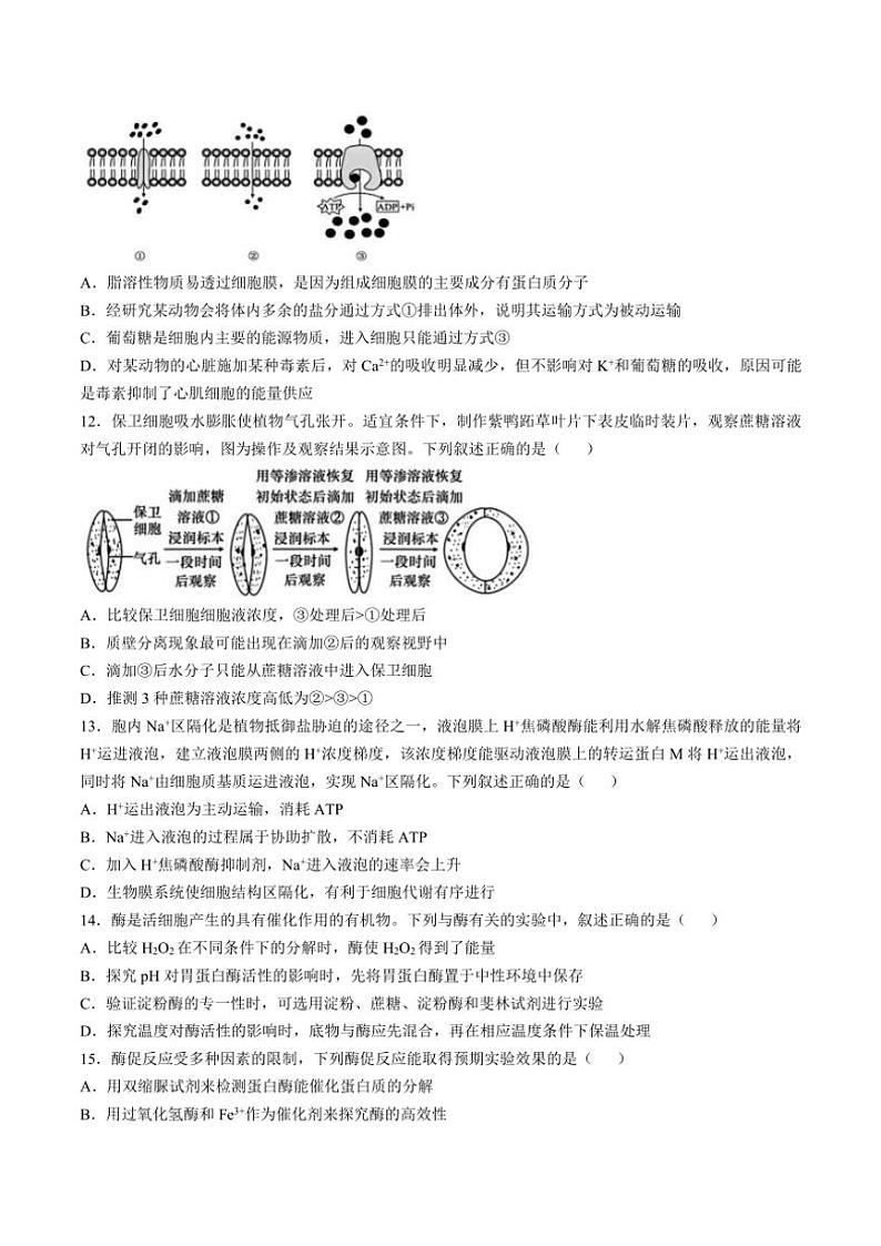 2024～2025学年湖北省新高考联考(月考)协作体高一(上)12月月考生物(B卷)试卷(含答案)第3页