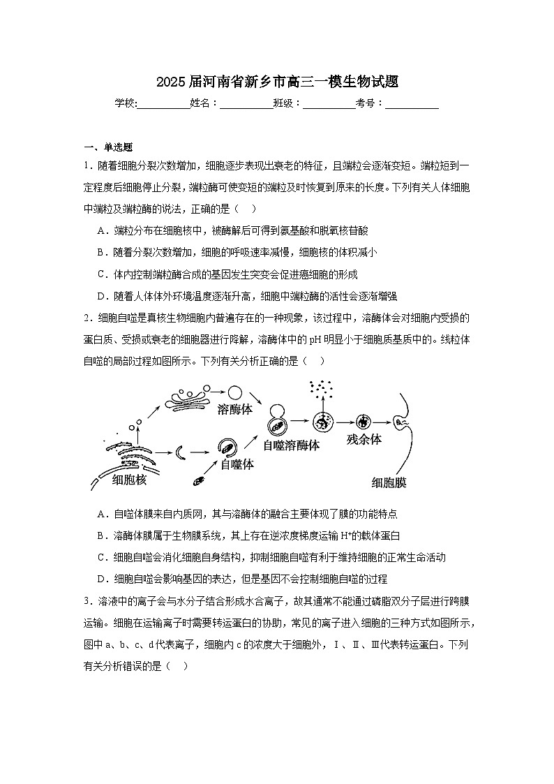 2025届河南省新乡市高三一模生物试题第1页